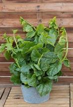 Surinaamse groenten, Tayerblad, Poi, Boulanger, Klimspinazie, Tuin en Terras, Ophalen, Minder dan 100 cm