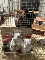 13/10 Heel tamme chinchilla curly/gendrager choco,zw,mozaïek, Dieren en Toebehoren, Knaagdieren, Chinchilla, Meerdere dieren, Tam