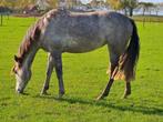 E pony 7 jaar merrie super braaf, Dieren en Toebehoren, Paarden, Merrie, Minder dan 160 cm, L, 7 tot 10 jaar