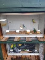 Broedkooien, Vrouwelijk, Parkiet