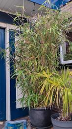 bamboe pseudosasa japonica, Tuin en Terras, Planten | Tuinplanten, Ophalen, Bloeit niet, Overige soorten