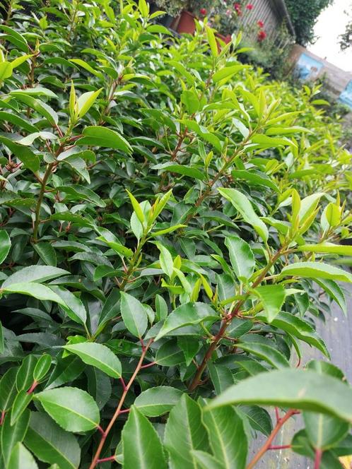 Portugese laurier spotgoedkoop, Tuin en Terras, Planten | Struiken en Hagen, Laurier, Ophalen of Verzenden