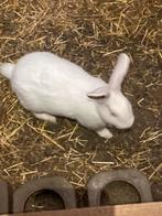 Witte Nieuw-Zeelander, Dieren en Toebehoren, Konijnen, Meerdere dieren, Dwerg