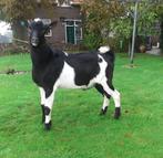 staat terdekking bonte bokken, Dieren en Toebehoren, Schapen, Geiten en Varkens, Mannelijk, Geit, 0 tot 2 jaar