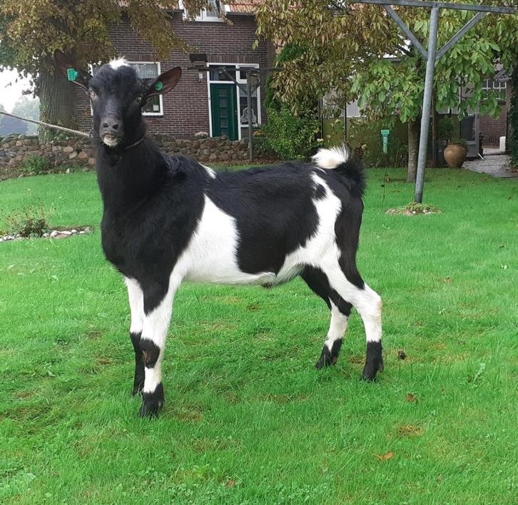 staat terdekking bonte bokken, Dieren en Toebehoren, Schapen, Geiten en Varkens, Geit, Mannelijk, 0 tot 2 jaar