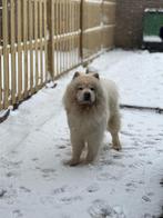 Chow chow teef, Particulier, Overige rassen, Buitenland, Teef