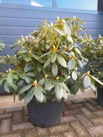 Rhododendron, Ophalen, Rhododendron, Struik, Minder dan 100 cm