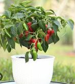 Jalapeño peperplantjes  – jonge planten (10-15 cm, Tuin en Terras, Planten | Tuinplanten, Volle zon, Ophalen of Verzenden, Zomer