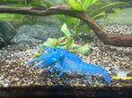 Mooie blauwe kreeft, Dieren en Toebehoren, Kreeft, Krab of Garnaal, Zoetwatervis