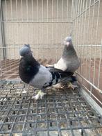 Super takla, Dieren en Toebehoren, Vogels | Duiven, Meerdere dieren, Postduif