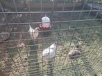 Leg kippen net aan de leg, Dieren en Toebehoren, Vogels | Overige Vogels, Vrouwelijk, Tropenvogel