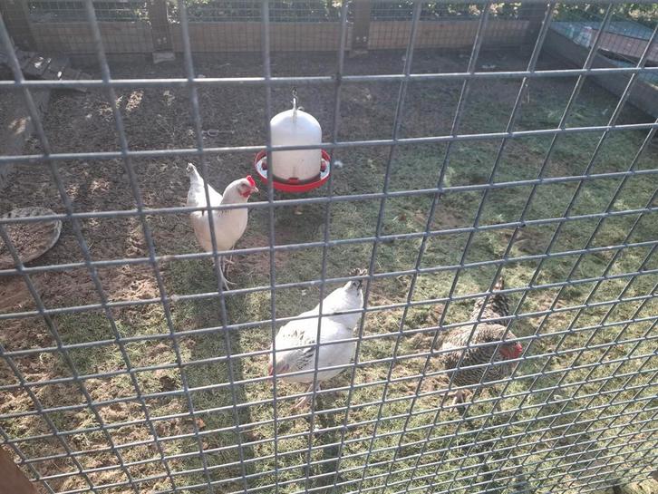 Leg kippen net aan de leg, Dieren en Toebehoren, Vogels | Overige Vogels, Tropenvogel, Vrouwelijk