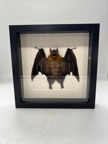 Vleermuis in lijst beschikbaar voor biedingen