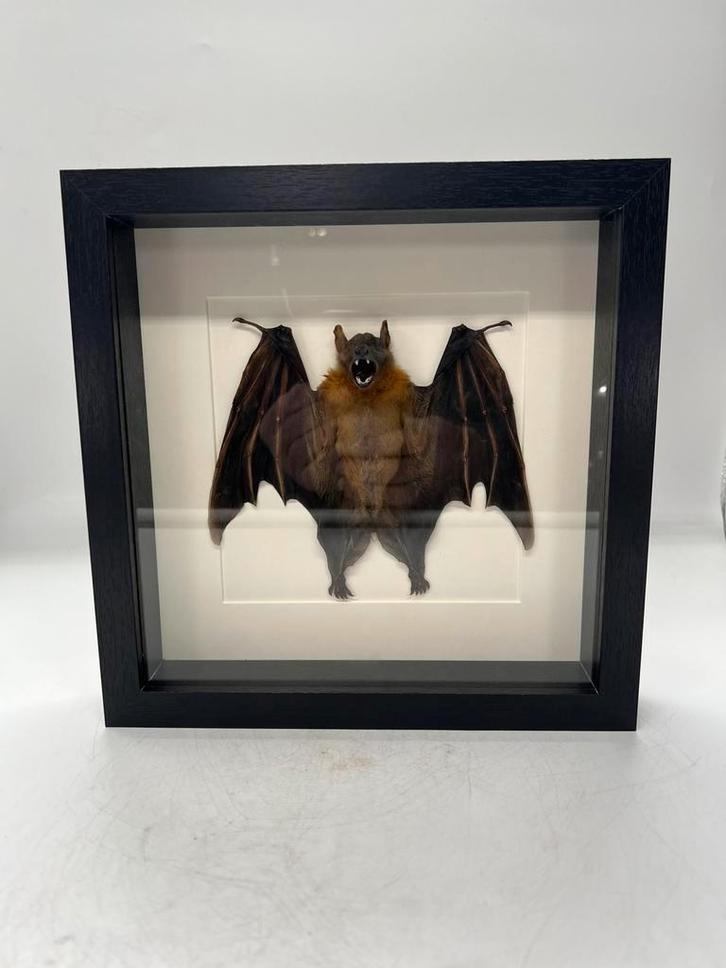 Vleermuis in lijst, Verzamelen, Dierenverzamelingen, Nieuw, Opgezet dier, Insect, Ophalen of Verzenden