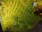 Aquarium plant, Ophalen, Zo goed als nieuw, Plant(en), Steen of Hout