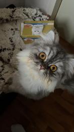 Dekkater perzische kat ( niet te koop), Dieren en Toebehoren, Katten en Kittens | Dekkaters, 0 tot 2 jaar