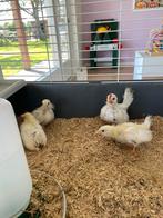 Chabot kuikens te koop, Dieren en Toebehoren, Pluimvee, Meerdere dieren, Kip