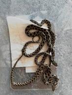 Natrix natrix schweizeri - houten 08.02, Hagedis, 0 tot 2 jaar