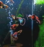 Unieke (mixed) Platinum Dragon Guppen, Dieren en Toebehoren, Vissen | Aquariumvissen, Vis