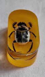 SCARABEE. Kever in hars vintage, Ophalen of Verzenden, Zo goed als nieuw, Insect, Opgezet dier