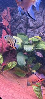 Cichliden, Dieren en Toebehoren, Vis