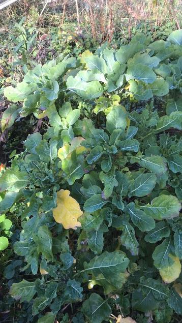 Stekken van de eeuwige moes beschikbaar voor biedingen