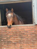 Lieve Freiberger merrie, bijna 3 jaar, Dieren en Toebehoren, Merrie, Dressuurpaard