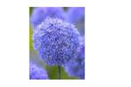 Allium caeruleum Sierui blauw 80-100 cm, Tuin en Terras, Bloembollen en Zaden, Ophalen of Verzenden, Gehele jaar, Bloembol, Volle zon