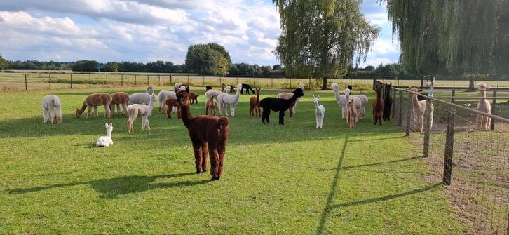 Alpaca  drachtige merries, Dieren en Toebehoren, Overige Dieren, Meerdere dieren, Juli