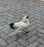 Gratis Haan, Dieren en Toebehoren, Pluimvee, Mannelijk, Kip