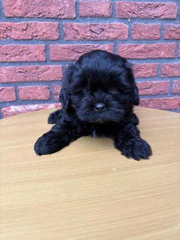 Shipoo teefje beschikbaar voor biedingen