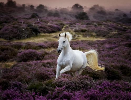 Lieve Recreatie/buitenrit/Coaching E Pony Arabier te koop, Dieren en Toebehoren, Pony's, Merrie, M, E pony (1.48m - 1.57m), Recreatiepony