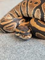 0.1 Female ball python het Piebald, Dieren en Toebehoren, Reptielen en Amfibieën, Slang, Tam, 0 tot 2 jaar
