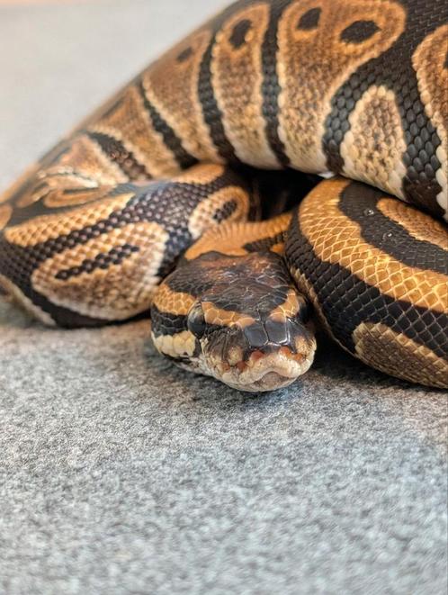 0.1 Female ball python het Piebald, Dieren en Toebehoren, Reptielen en Amfibieën, Slang, 0 tot 2 jaar, Tam