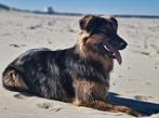 Australian sheperd x duitse herder, Dieren en Toebehoren, Honden | Herdershonden en Veedrijvers, Reu, 1 tot 2 jaar, Eén hond, Herder