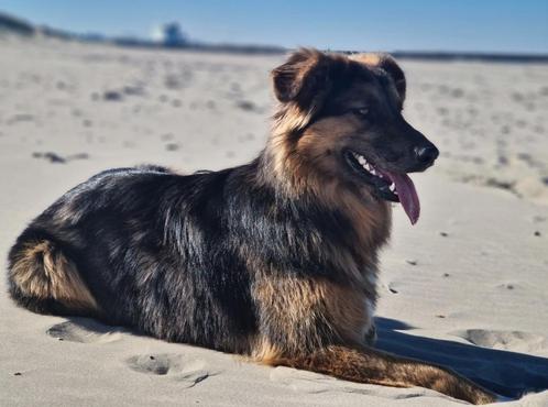 Australian sheperd x duitse herder, Dieren en Toebehoren, Honden | Herdershonden en Veedrijvers, Reu, Herder, Particulier, Eén hond