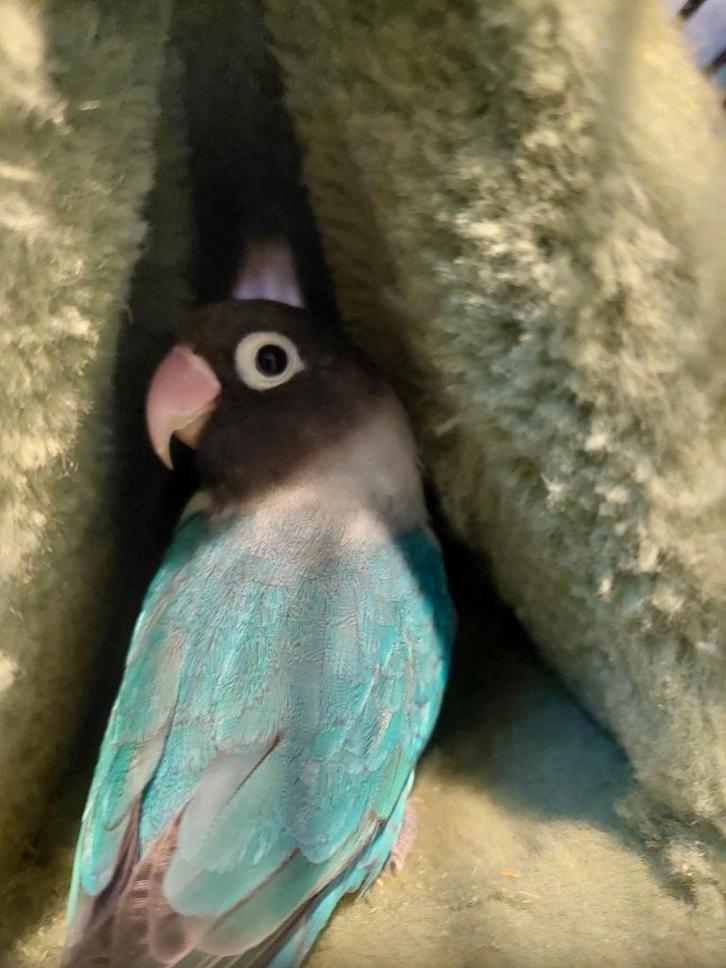 Te koop 2 Agarpornissen, Dieren en Toebehoren, Vogels | Parkieten en Papegaaien, Dwergpapegaai of Agapornis, Meerdere dieren