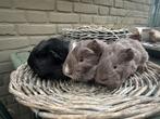 Baby cavia langharig sheltie coronet slate, Dieren en Toebehoren, Knaagdieren, Mannelijk, Cavia, Na 1 juli 2024, Tam