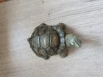 beeld schildpad schil pad zee water of land nieuw, Ophalen of Verzenden, Nieuw, Dier