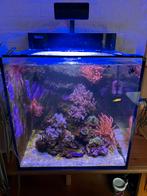 Red sea max nano aquarium, Dieren en Toebehoren, Vissen | Aquaria en Toebehoren, Ophalen, Gebruikt, Gevuld zeewateraquarium