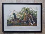 Mallard Duck Prent Ingelijst, Antiek en Kunst, Ophalen of Verzenden