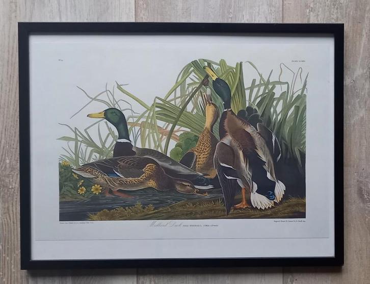Mallard Duck Prent Ingelijst, Antiek en Kunst, Kunst | Tekeningen en Foto's, Ophalen of Verzenden