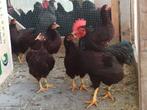 Toom Rhode island Red kriel 2025, Dieren en Toebehoren, Pluimvee, Meerdere dieren, Kip