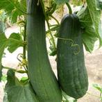 ZadenSponskomkommer - Luffa cylindrica, Tuin en Terras, Bloembollen en Zaden, Ophalen of Verzenden, Voorjaar, Volle zon, Zaad