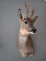 Opgezette reebok kop nieuw, Verzamelen, Ophalen of Verzenden, Nieuw, Wild dier, Gewei of Kop