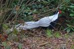 Zilverfazant stellen op kleur., Dieren en Toebehoren, Meerdere dieren, Geringd