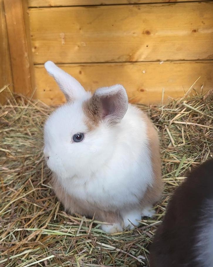 Lief MiniLop rammetje met vlieg oortjes., Dieren en Toebehoren, Konijnen, Dwerg, Mannelijk, 0 tot 2 jaar, Hangoor