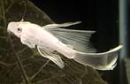Ancistrus longfin snowwhite, Dieren en Toebehoren, Vis, Zoetwatervis