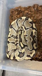 desert ghost ball python, Slang, Tam, 3 tot 6 jaar