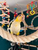 Lieve caique, Mannelijk, Papegaai, Tam